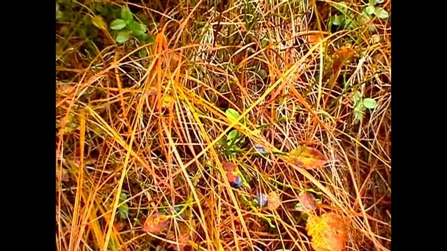 Перевал, любительская тайга.