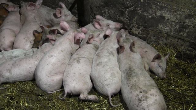 НА СКОЛЬКО ГРАММ У НАС ВЫРАСТЕТ ПОРОСЁНОК ЗА ОДНИ СУТКИ. смотреть онлайн