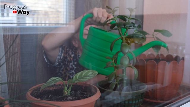 ПРОКАПЫВАЮ ПОД ВСЕ ЦВЕТЫ В ДОМЕ! Зацветают НАДОЛГО И КАК Сумасшедшие! смотреть онлайн