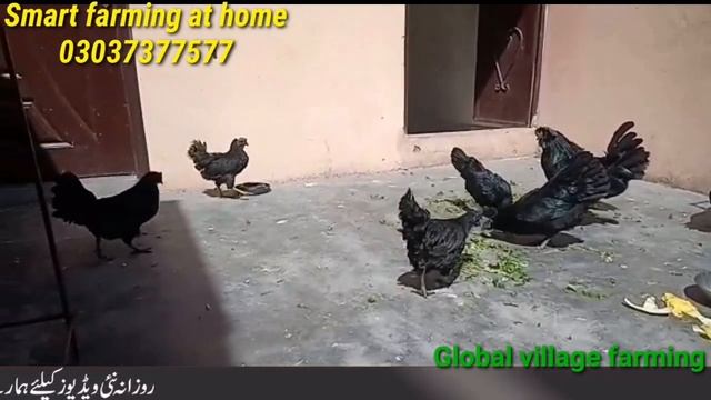 Ayam Cemani Chicken Breed Fancy Hens Bussiness Plan And Price || Global Village Farming смотреть онлайн