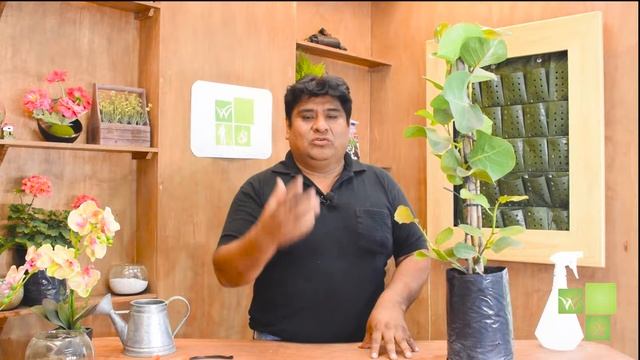 coccoloba uvifera смотреть онлайн