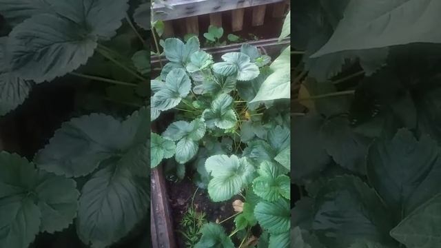 Август.Мой сад-огород. смотреть онлайн