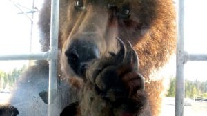 Встреча с МЕДВЕДЕМ ШАТУНОМ на зимней рыбалке