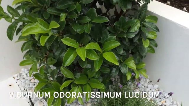 Viburnum odoratissimum lucidum. Garden Center online Costa Brava - Girona. смотреть онлайн
