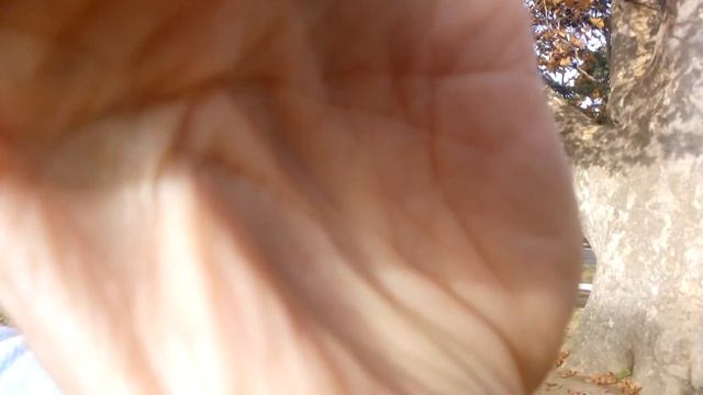 250-летний платан. Алушта смотреть онлайн