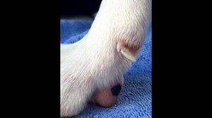 ??? Нужно ли обрезать когти собаке и как это правильно делать?