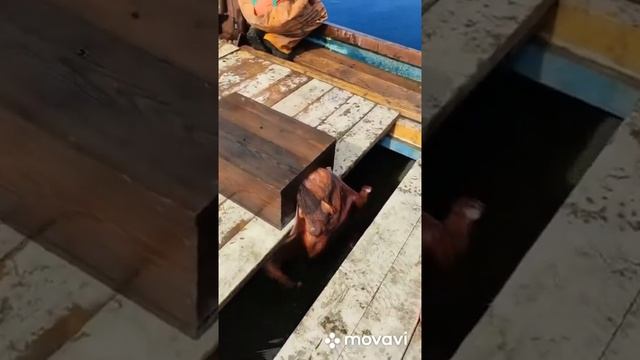 Гигантский осьминог! Рыбалка ! Море ! ? о.Сахалин г.Холмск Octopus Рыбалка 문어 たこ章魚 смотреть онлайн
