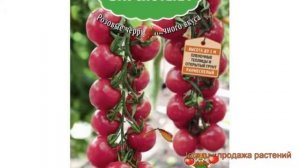Томат обыкновенный Сладкая встреча ? обзор: как сажать, семена томата Сладкая встреча