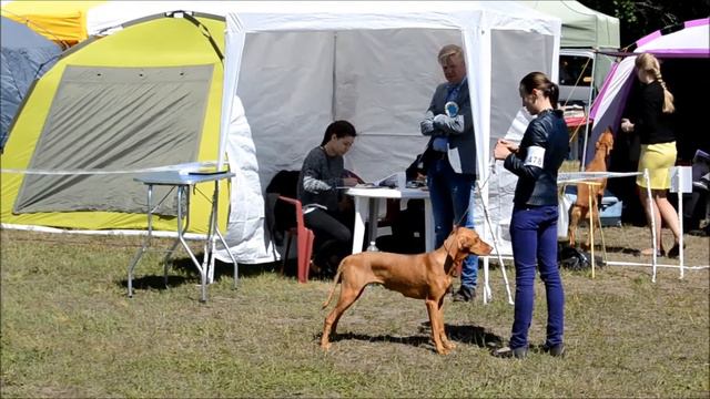 Palanga dog show 2016.06.12 vizsla female open class смотреть онлайн