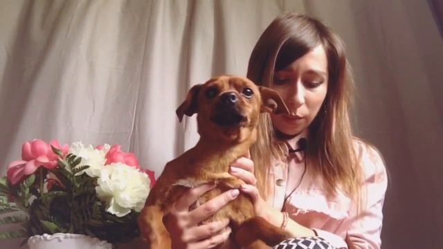 Карликовый пинчер. Наши собаки | Miniature Pinscher смотреть онлайн
