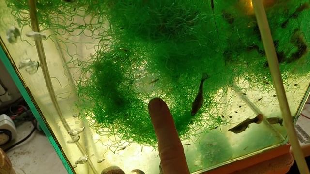 Аквариумное видео. смотреть онлайн