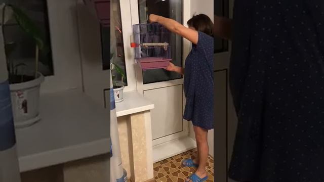 Ловля попугая Ричи, не хочет в клетку 2 смотреть онлайн