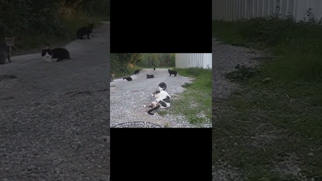 Тик Ток Лучшее 089 🐣🐣 Я тебе сейчас кадык вырву! смотреть онлайн