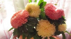 Самые красивые серии астр Балун и Карамболь 14.09.2018