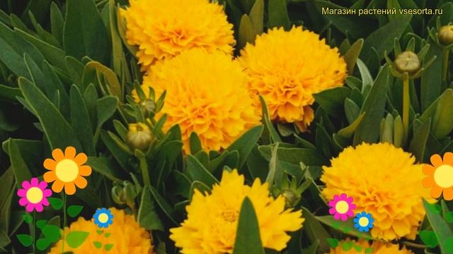 Кореопсис крупноцветковый Соланна Голден Сфера. Обзор Coreopsis Grandiflora Solanna Golden Sphere