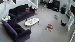 Кошки нападаю на людей ! Жесть !