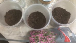 Бакопа посев семян на рассаду