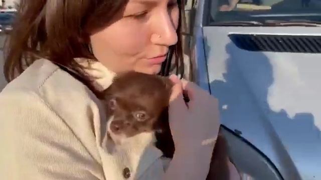 выпускник питомника чихуахуа Кастропуло Марьяна ,первая встреча с новой хозяйкой,первые минуты смотреть онлайн