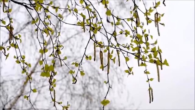 #РусскиеРифмы, Осип Мандельштам "На бледно-голубой эмали..." смотреть онлайн
