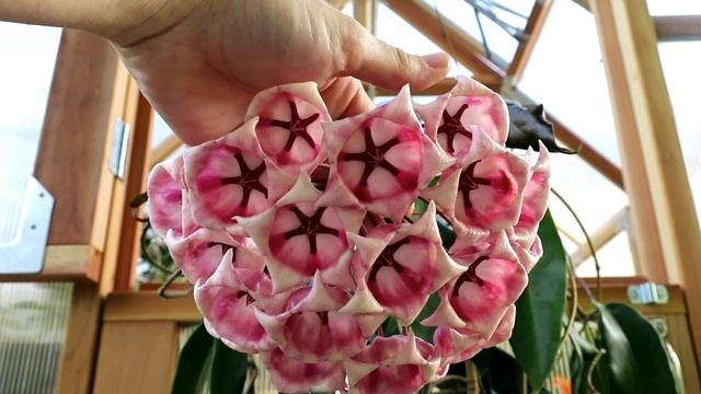 19 and Counting Hoya archboldiana 2016 смотреть онлайн