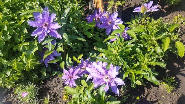 Клематис Ксерксес . Clematis Xerxes или Elsa Spath . Английские клематисы . Группа ( Viticella) . смотреть онлайн