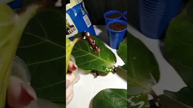 Лировидный фикус размножение смотреть онлайн