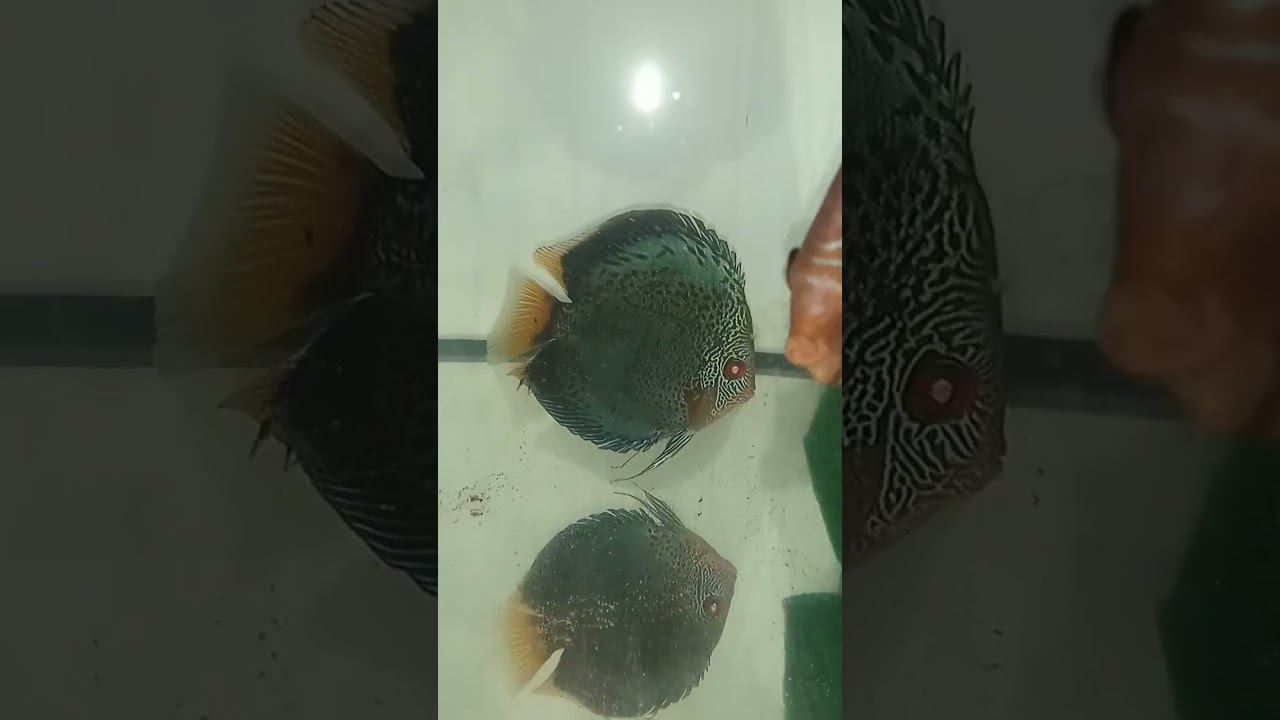 Дискусы Скорпион и Аленкер с мальком #discus #aquarium #аквариум #аквариумныерыбки смотреть онлайн