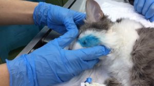 Удаление зуба у кошки [Ветклиника Чулковой]