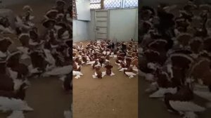 Статные Голуби г.Петропавловск