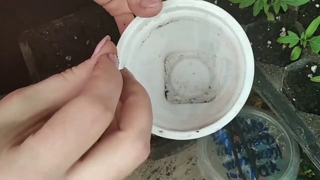 Новый способ посева капусты.Что получилось. Стоит ли так сажать? смотреть онлайн