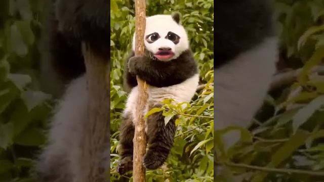 Говорящая панда.? смотреть онлайн