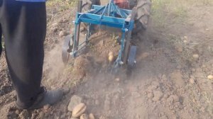 Картофелекопалка ККМ2-агро. Копает как зверь.