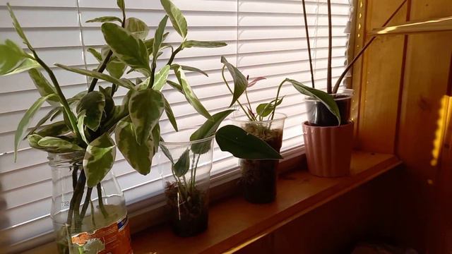 Мои комнатные растения🪴 на балконе июль 2021🌱🌸 смотреть онлайн