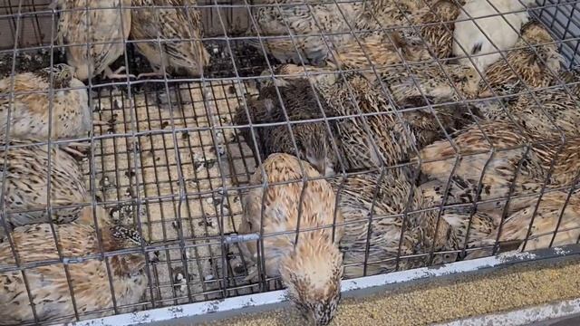 Самые лучшие куры!! Они кормят всё хозяйство и не только... Почему такой большой спрос на инкуб яйц смотреть онлайн