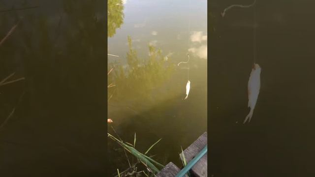 Друзья подскажите куда поехать на рыбалку платный бесплатный пруд озеро река куда ?????? ￼ смотреть онлайн