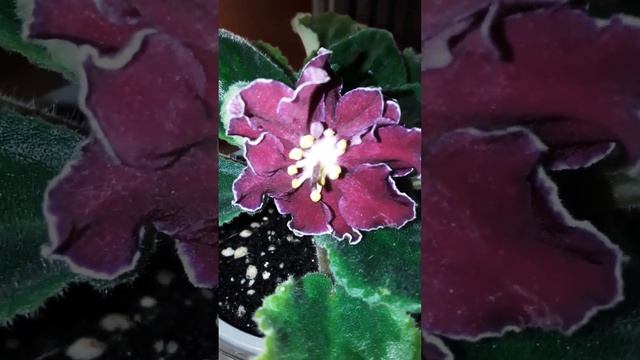 ?Фиалка АВ - Сердце матери. Фиалка впервые зацвела после долгой реанимации и восстановления? смотреть онлайн