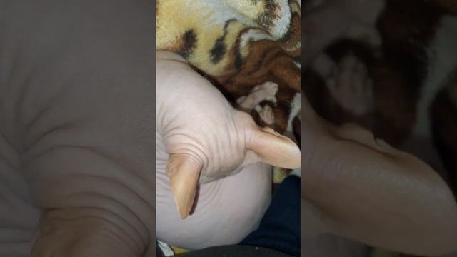 Главным образом чистка. Кот породы Сфинкс. 🐱 смотреть онлайн