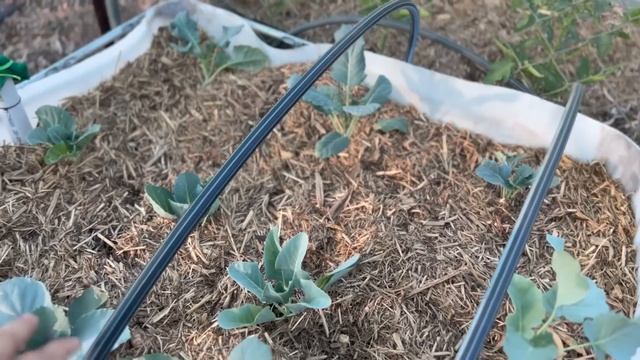 2023 - Week 4 Garden Tour - Arid Zone | Bushfire Updates - Dry Lightning | Off Grid Australia 321 смотреть онлайн