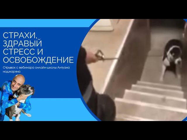 Страхи, здравый стресс и освобождение (алабай) смотреть онлайн