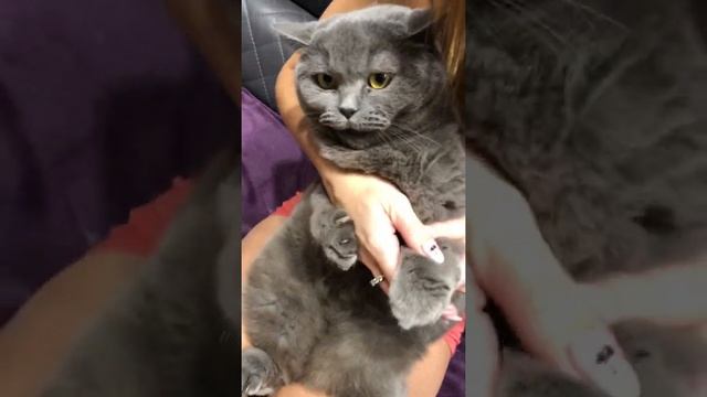 Британка из тик тока . Маникюр смотреть онлайн