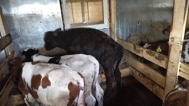 бычки симменталы Холмогоры 3_6 месячные смотреть онлайн