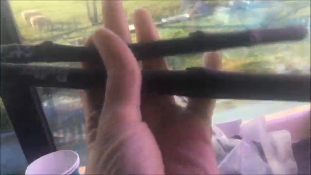 Инжир. Ficus carica. Посылка из США с черенками съедобного каприфига BUTLER striped . смотреть онлайн