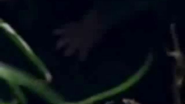 сумчатый любовник смотреть онлайн