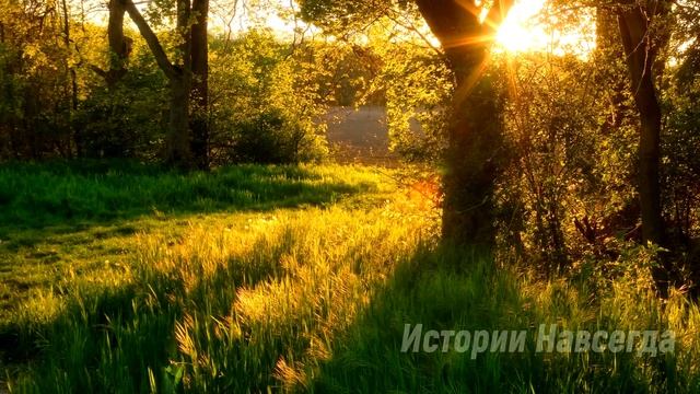 Услышав странный звук, Андрей поспешил в гущу леса, но увидев…