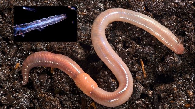 Бессмертие. Что отвечает за вечную жизнь? смотреть онлайн