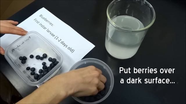 Have flies infested my fruit? смотреть онлайн