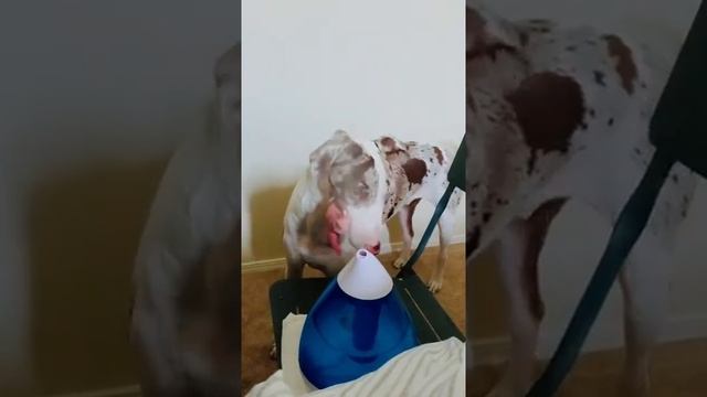 Arrow vs the humidifier #merrychristmas #GEICOGiv смотреть онлайн