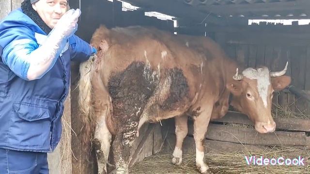 Как справиться с "сосухой". Березовый сок?. Первоцветы? смотреть онлайн