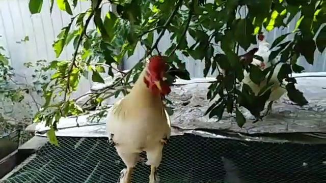 Пшено курам от диареи???молодки разносятся??️? смотреть онлайн