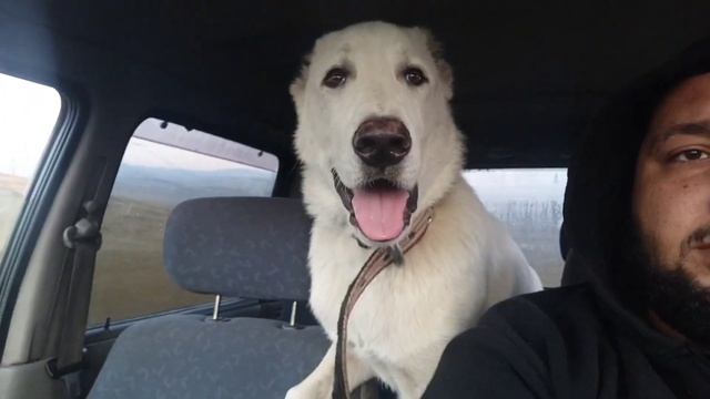 Грузинские горные собаки (НАГАЗИ) в отаре / Тренировка волкодава / Белый хода / смотреть онлайн